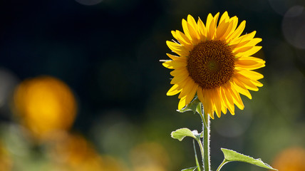 Sunflower flower under the sun
