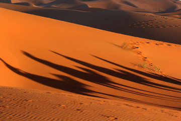 Camel caravan shadow trekking in the Sahara desert