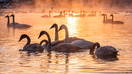 Swans are playing in open water of a lake in morning fog under sunrise