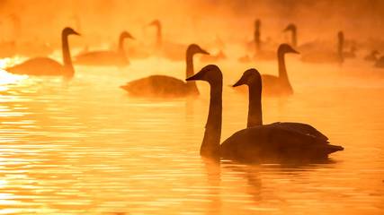 Swans are playing in open water of a lake in morning fog under sunrise