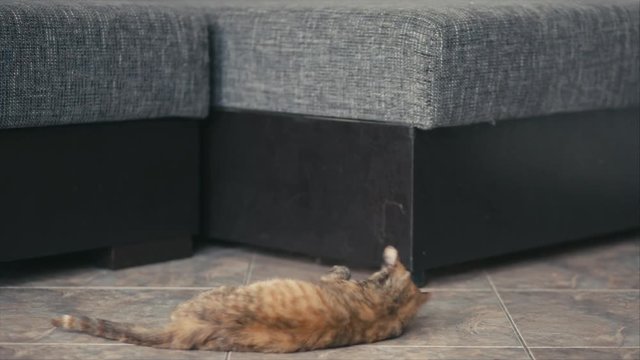 Three colored cat playing on floor near sofa, shallow depth of field