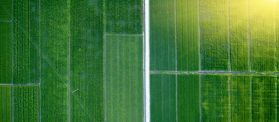 Aerial photography of green rice fields