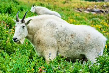 Obraz na płótnie Canvas Mountain Goats on Timpanogos by Skip Weeks