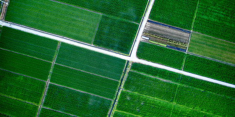 Aerial photography of green rice fields