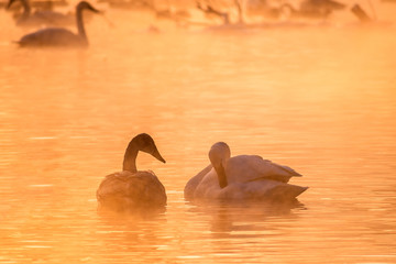Swans are playing in open water of a lake in morning fog under sunrise