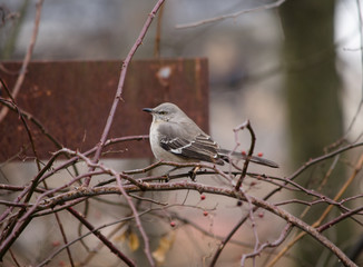 Northern Mockingbird