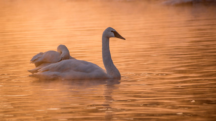  Swans are playing in open water of a lake in morning fog under sunrise
