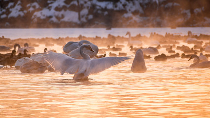  Swans are playing in open water of a lake in morning fog under sunrise