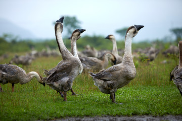 Goose playing on the green outside