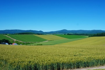 Fototapeta na wymiar 初夏の麦畑