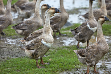 a flock of geese walking in the wild