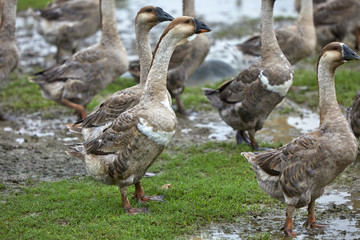 a flock of geese walking in the wild