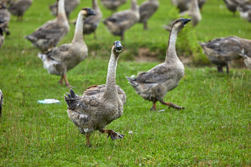 a flock of geese walking in the wild