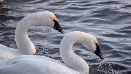 Swans are playing in open water of a lake at early spring time