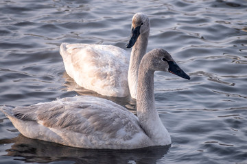 Fototapeta premium Swans are playing in open water of a lake at early spring time