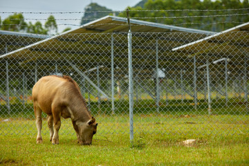 Cow grazing in solar photovoltaic area