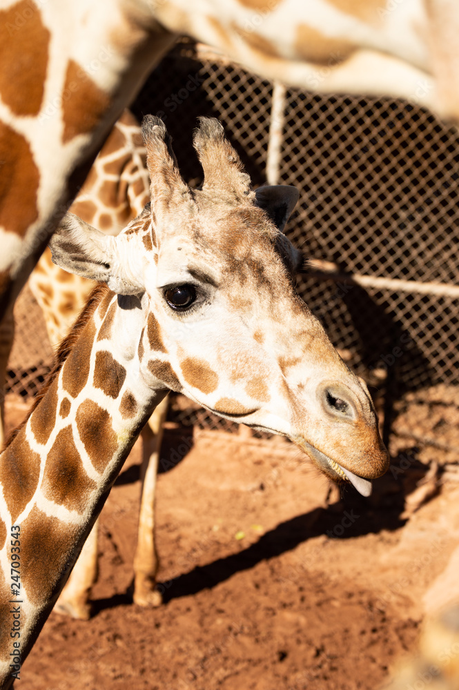 Wall mural adolescent giraffe looking for food at zoo in colorado