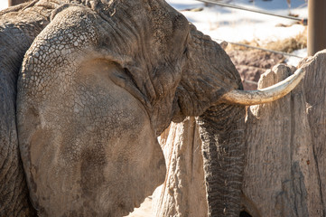 African elephant with tusks in captivity at zoo in Colorado Springs, Colorado