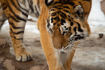 Tiger in snow at zoo in Colorado Springs, Colorado