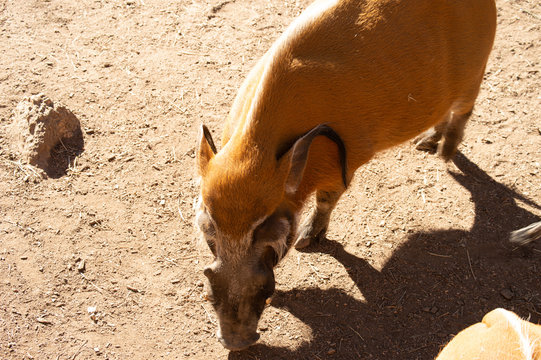 Red River wild boar foraging in captivity in Colorado - Powered by Adobe