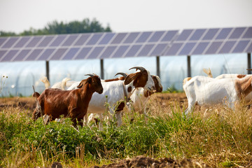 Flock of sheep grazing on a solar photovoltaic farm