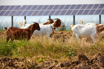 Flock of sheep grazing on a solar photovoltaic farm