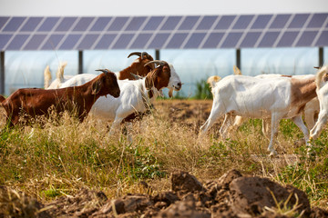 Flock of sheep grazing on a solar photovoltaic farm