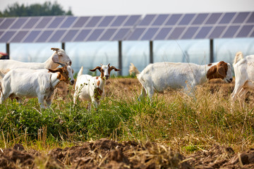 Flock of grass grazing in solar photovoltaic district