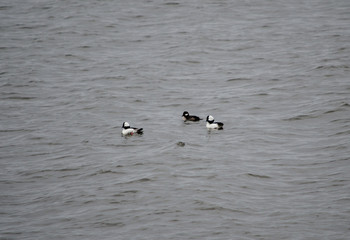 Buffleheads