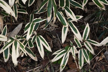 Kuma bamboo grass (Sasa veitchii)