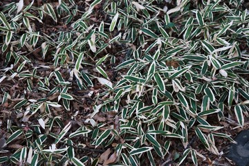 Kuma bamboo grass (Sasa veitchii)