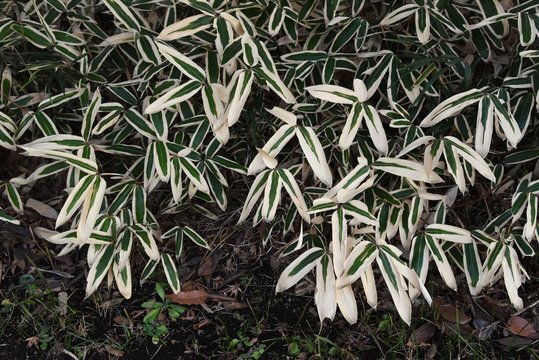 Kuma bamboo grass (Sasa veitchii)