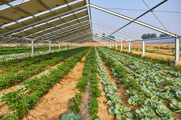 Vegetable greenhouse planted under solar photovoltaic panels