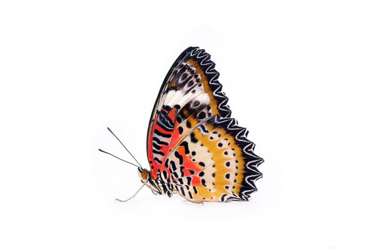 Butterfly : Leopard lacewing butterfly (Cethosia cyane)(Male) is a species of heliconiine butterfly found from India to southern China and Indochina. Isolated on white background.