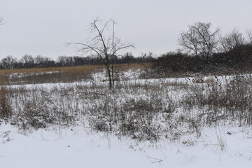 winter landscape