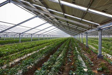 Vegetable greenhouse planted under solar photovoltaic panels
