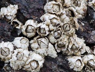 Northern Rock Barnacle