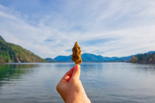 Hand holding cannabis flower against lake landscape in Vancouver Island