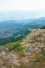 Cherry in full blossom at Mount Yoshino, Nara Prefecture, Japan