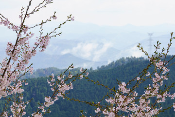 Cherry blossoms with mist Mount Yoshino in the background, Nara Prefecture, Japan