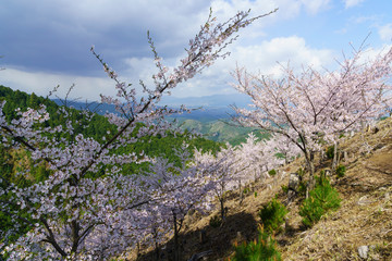 Cherry in full blossom at Mount Yoshino, Nara Prefecture, Japan