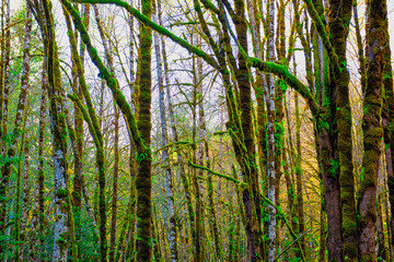 Fototapeta premium Moss covered tress in old growth forest in Vancouver Island