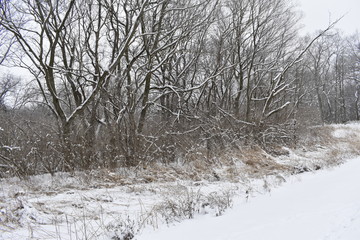 winter landscape with trees and snow