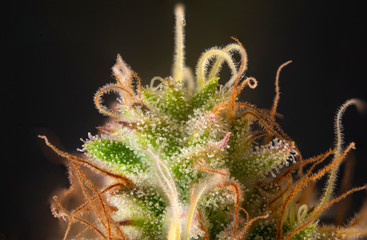 Macro detail of cannabis flower with visible hairs and trichomes