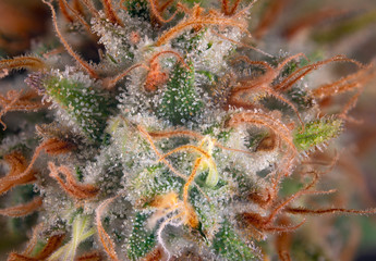 Macro detail of cannabis flower with visible hairs and trichomes