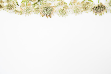 Green and White Flower  Background 