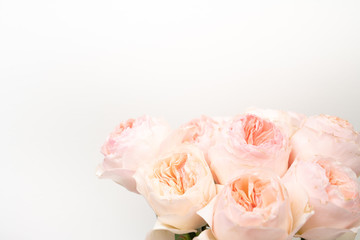 Obraz na płótnie Canvas Pink English Garden Roses Flower Background
