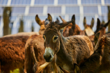Fototapeta premium Tweezers under the solar photovoltaic panel