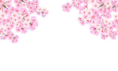 桜　背景素材　15