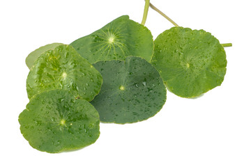 Asiatic Leaf Herb gotu kola, indian pennywort, centella asiatica, tropical herb isolated on white...